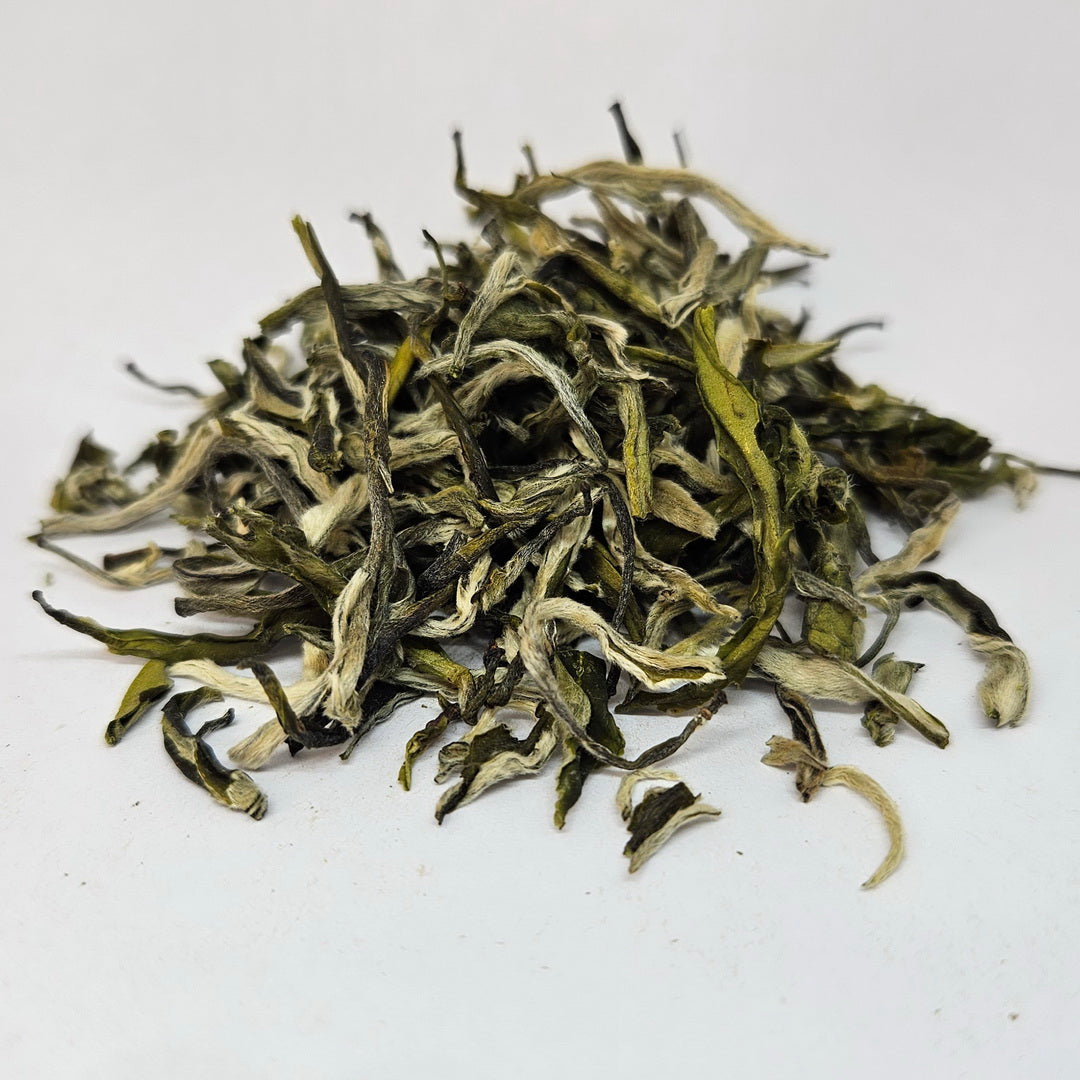 GT-0008_2